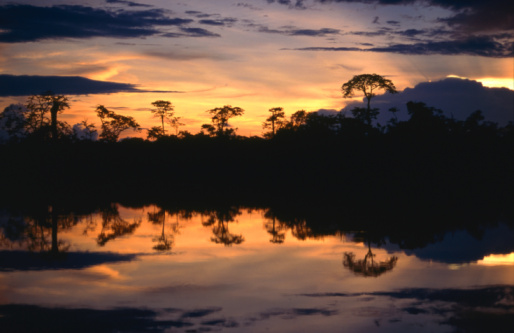Expediciones botánicas: Francisco de Orellana y la increíble aventura del Amazonas.